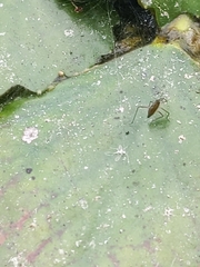 Gerromorpha