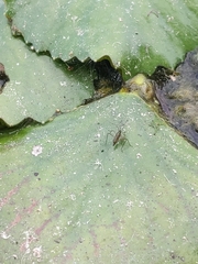 Gerromorpha