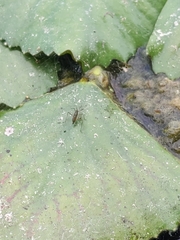 Gerromorpha