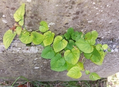 Viola