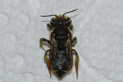 Megachile albitarsis
