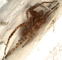 Tigrosa georgicola