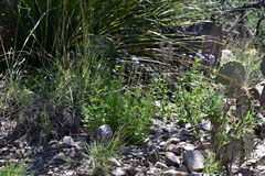 Conoclinium dissectum