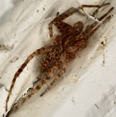 Tigrosa georgicola