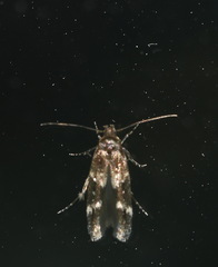 Mompha subbistrigella