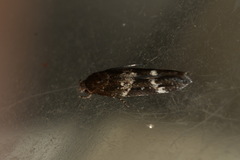 Mompha subbistrigella