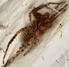 Tigrosa georgicola