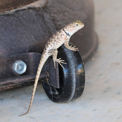 Sceloporus uniformis