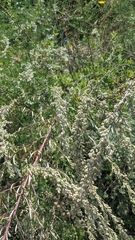 Artemisia vulgaris