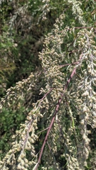 Artemisia vulgaris