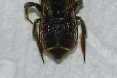 Megachile albitarsis