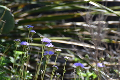 Conoclinium dissectum