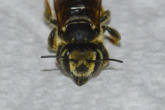 Megachile albitarsis