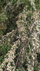 Artemisia vulgaris