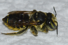 Megachile albitarsis