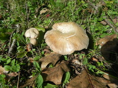 Stropharia rugosoannulata