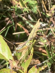 Pseudochorthippus curtipennis