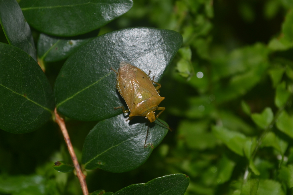Brontocoris
