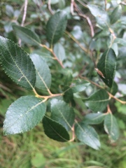 Salix apennina
