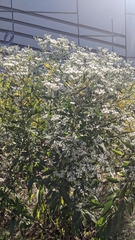 Eupatorium serotinum