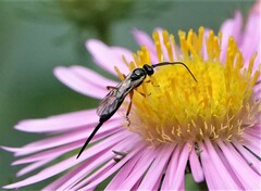 Ichneumonoidea