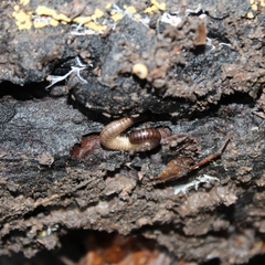 Cylindroiulus punctatus