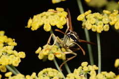 Polistes nimpha
