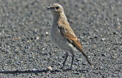 Oenanthe hispanica