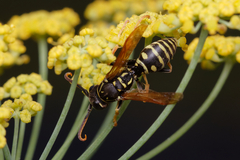 Polistes nimpha