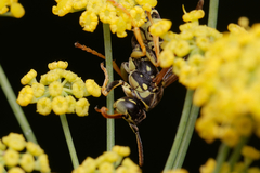 Polistes nimpha