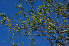 Simarouba versicolor