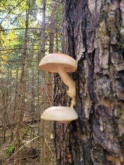 Hypsizygus