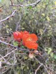 Chaenomeles