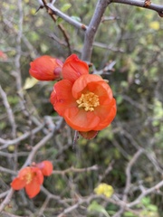 Chaenomeles