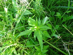 Bidens tripartita