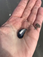 Mytilus edulis