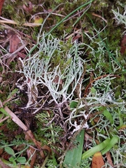 Cladonia rangiformis