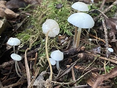 Strobilurus trullisatus