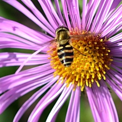 Syrphus