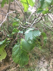 Rhamnus alpina