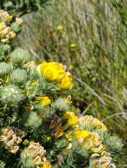 Aspalathus chenopoda