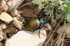 Calosoma sycophanta