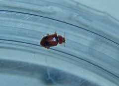 Coccidula scutellata