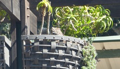 Bubo africanus africanus