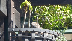 Bubo africanus africanus