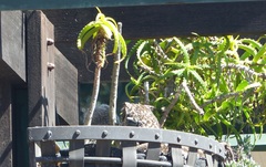 Bubo africanus africanus