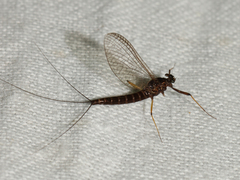 Leptophlebiidae