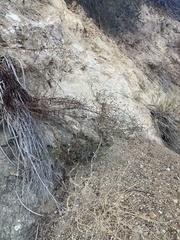 Malacothrix saxatilis