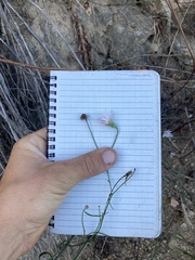 Malacothrix saxatilis