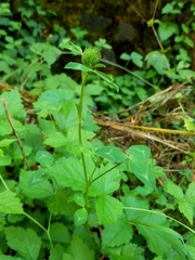 Trifolium pratense